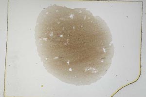 Plane Polarized, S4906