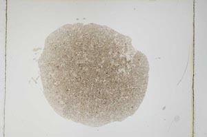 Plane Polarized, S4907