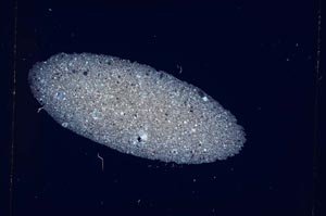 Cross Polarized, S4908