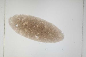 Plane Polarized, S4908