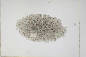 Plane Polarized, S4912