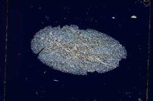 Cross Polarized, S4913