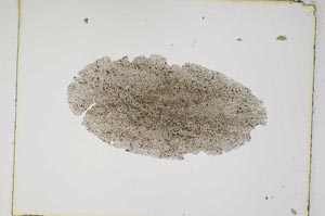 Plane Polarized, S4913