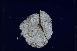 Cross Polarized, S4919