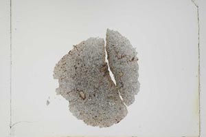 Plane Polarized, S4919