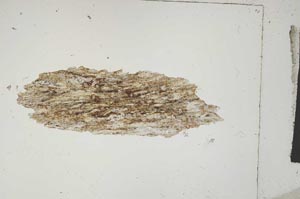 Plane Polarized, S5046