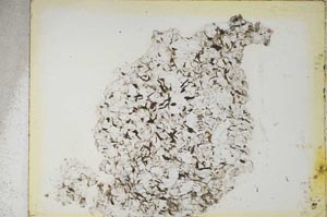 Plane Polarized, S5112