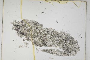 Plane Polarized, S5124