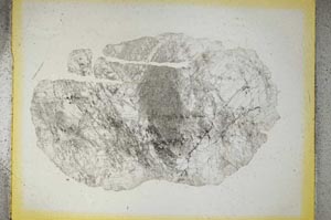 Plane Polarized, S5131