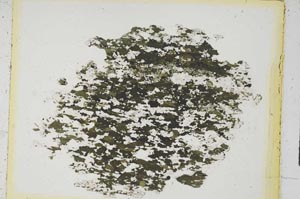 Plane Polarized, S5162/a