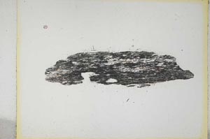 Plane Polarized, S5204/a