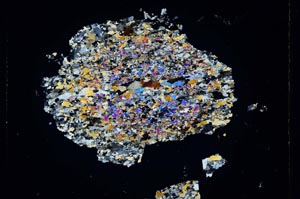 Cross Polarized, S5219