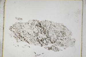 Plane Polarized, S5221