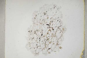 Plane Polarized, S5222