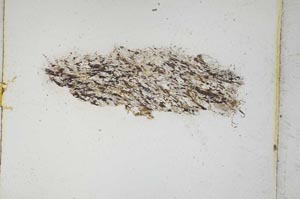 Plane Polarized, S5223