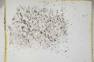 Plane Polarized, S5225