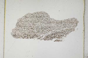 Plane Polarized, S5232