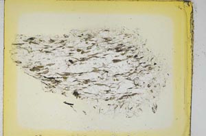 Plane Polarized, S5239