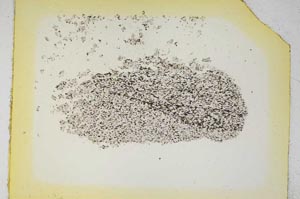 Plane Polarized, S5260