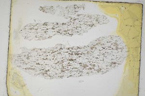 Plane Polarized, S5271