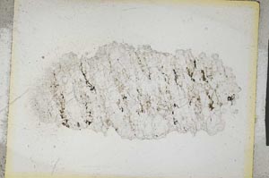 Plane Polarized, S5275