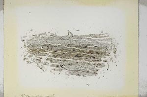 Plane Polarized, S5291