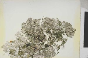 Plane Polarized, S5308