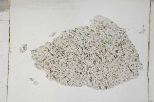 Plane Polarized, S5316