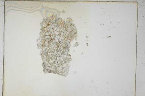 Plane Polarized, S5321