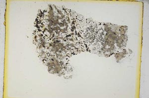 Plane Polarized, S5324/a