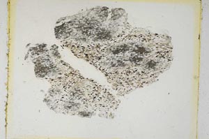 Plane Polarized, S5325