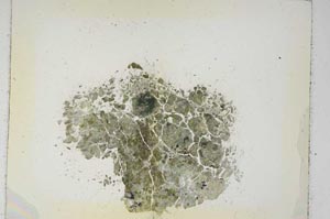 Plane Polarized, S5327