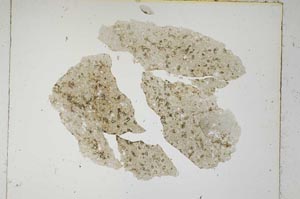 Plane Polarized, S5345