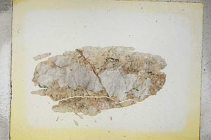 Plane Polarized, S5354