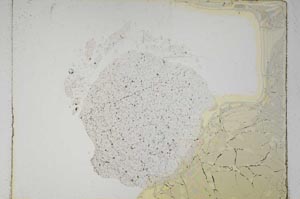 Plane Polarized, S5362