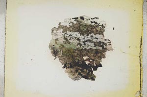 Plane Polarized, S5371