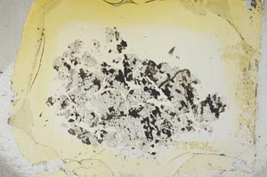Plane Polarized, S5372
