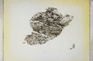 Plane Polarized, S5398