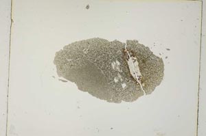 Plane Polarized, S5427