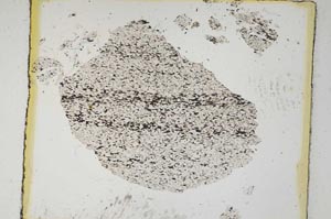 Plane Polarized, S5455