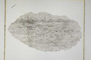 Plane Polarized, S5456