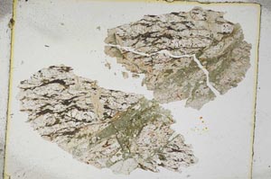 Plane Polarized, S5461