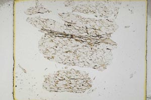 Plane Polarized, S5462