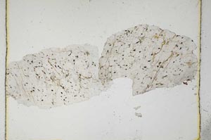 Plane Polarized, S5464