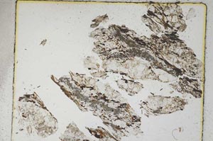 Plane Polarized, S5466