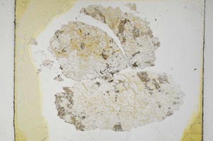 Plane Polarized, S5468