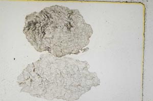 Plane Polarized, S5469