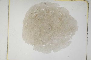 Plane Polarized, S5470