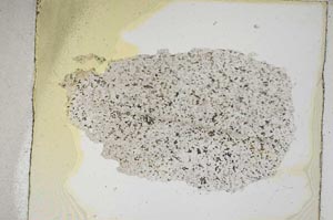 Plane Polarized, S5471