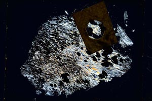 Cross Polarized, S5494